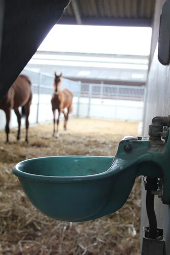 Galvijų girdyklos vienvietės Drinking bowl Mod. 115